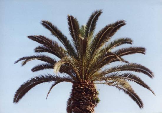 arbre-deserts-palmier-place-casablanca-.jpg*550*384
