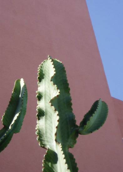 jardin-plante-cactus-hotel-casablanca-.jpg*393*550
