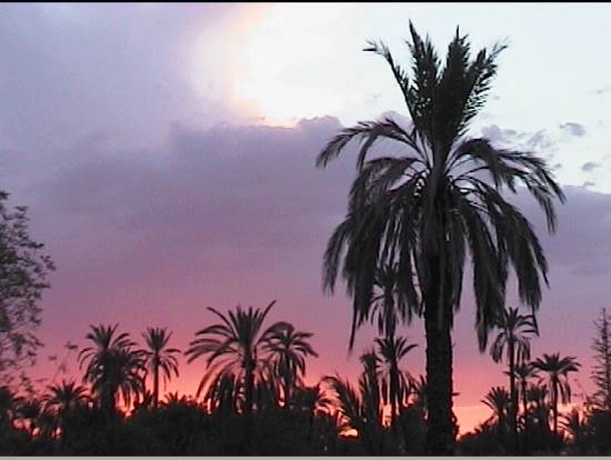 arbre-deserts-palmeraie-marakech-maroc-.jpg*550*414