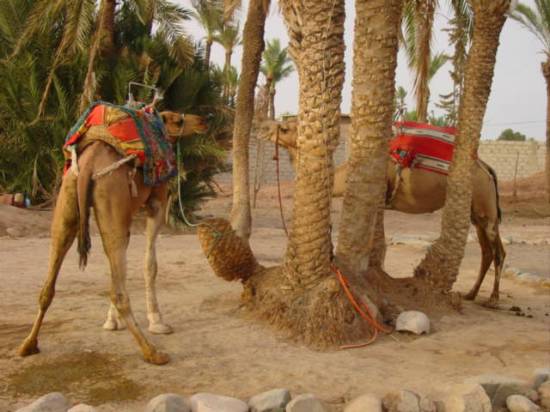 mammifere-deserts-chameaux-palmeraie-maroc-.jpg*550*412