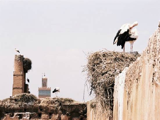 oiseau-villes-vu-marrakech-maroc-.jpg*550*412