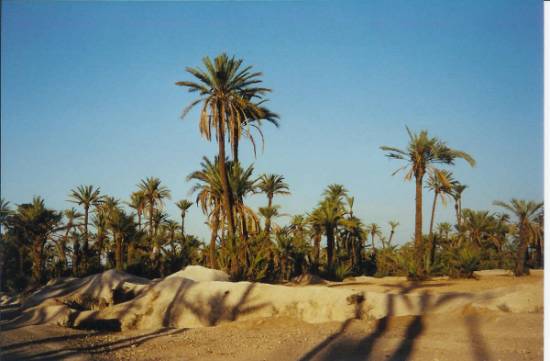 palmier-deserts-oasis-desert-maroc-.jpg*550*361