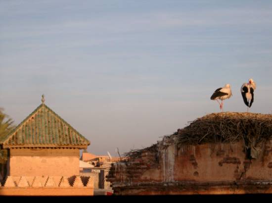 villes-cigognes-medina-marrakech-maroc-.jpg*550*410