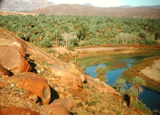 palmier-deserts-palmeraie-vallee-maroc-.jpg*550*395
