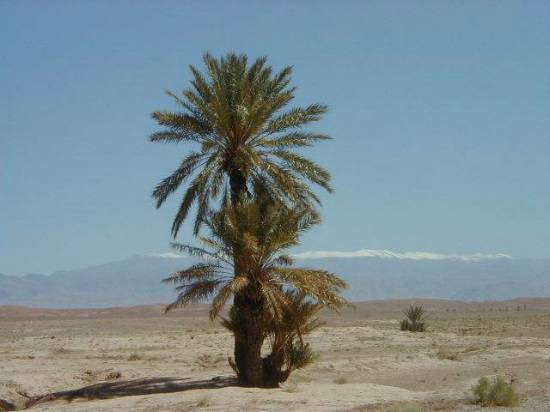 palmier-neige-mer-el-ouarzazate-.jpg*550*412
