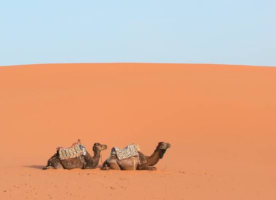 chameaux-deserts-pose-merzouga-sud-.jpg*550*398