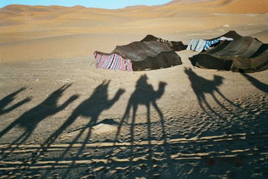ombre-chameau-dromadaire-deserts-nomades-.jpeg*550*368